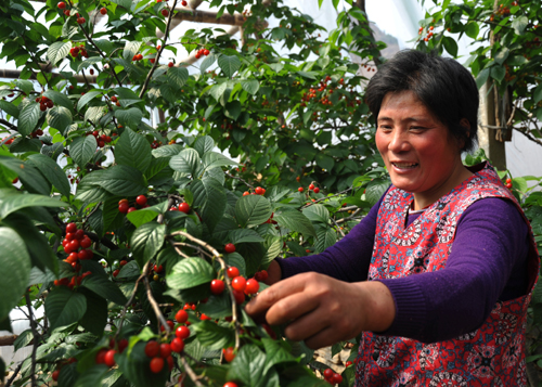 山東棗莊大棚櫻桃喜獲豐收