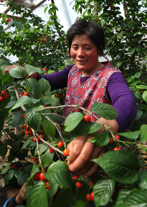 山東棗莊大棚櫻桃喜獲豐收