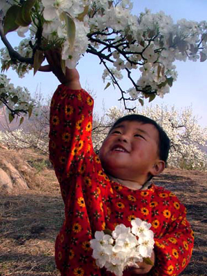山東泰安岱岳區(qū)萬畝梨花盛開