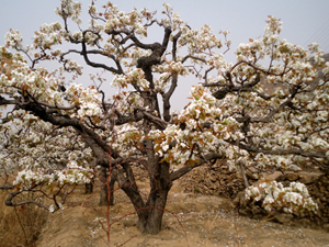 山東泰安岱岳區(qū)萬(wàn)畝梨花盛開