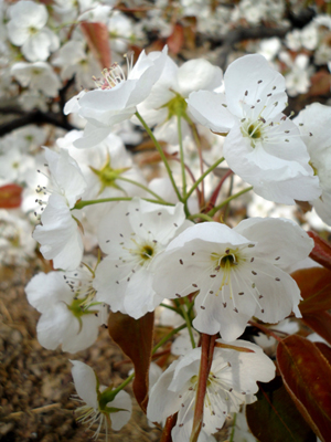 山東泰安岱岳區萬畝梨花盛開