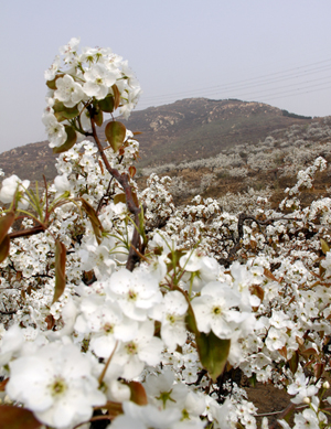 山東泰安岱岳區(qū)萬(wàn)畝梨花盛開