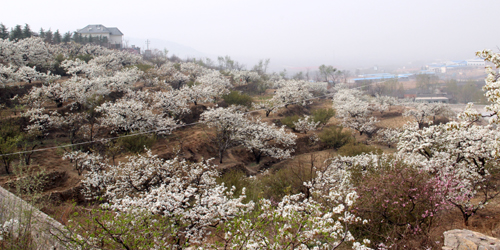 山東泰安岱岳區萬畝梨花盛開