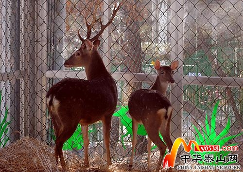 臺灣梅花鹿、長鬃山羊正式入住威海劉公島