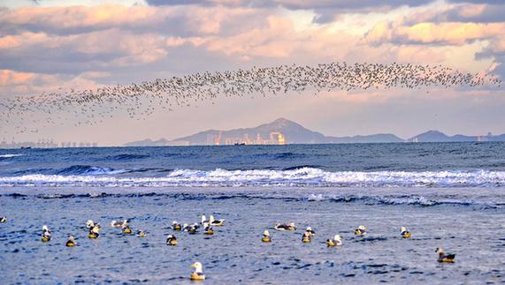 Thousands of seagulls descend on Yantai