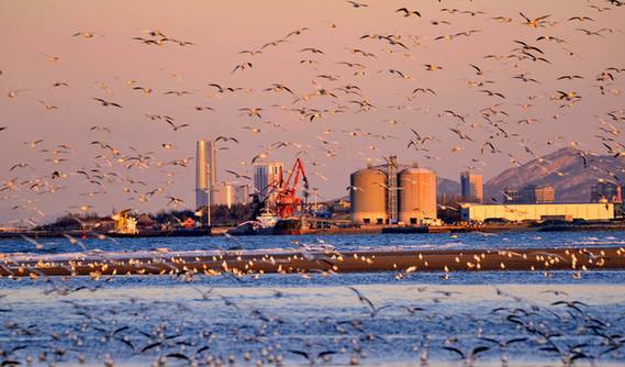 Thousands of seagulls descend on Yantai