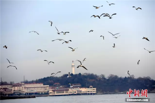Seagulls in Yantai attract tourists