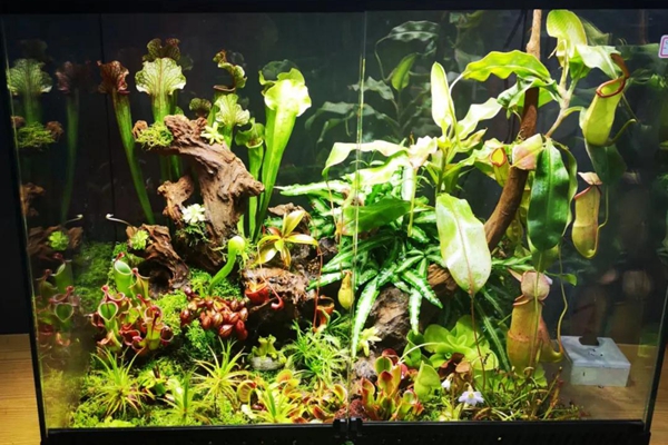 Chenshan plants shine at China Flower Expo