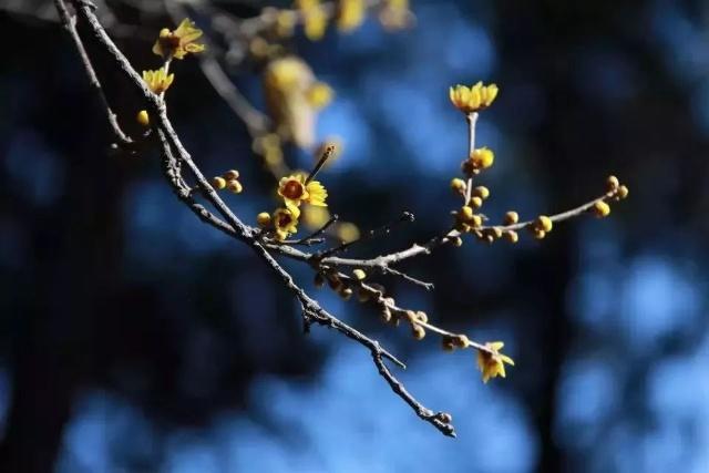 Sniff the fragrance of wintersweet flowers in Tai'an