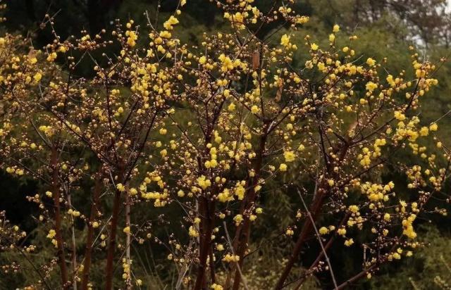 Sniff the fragrance of wintersweet flowers in Tai'an
