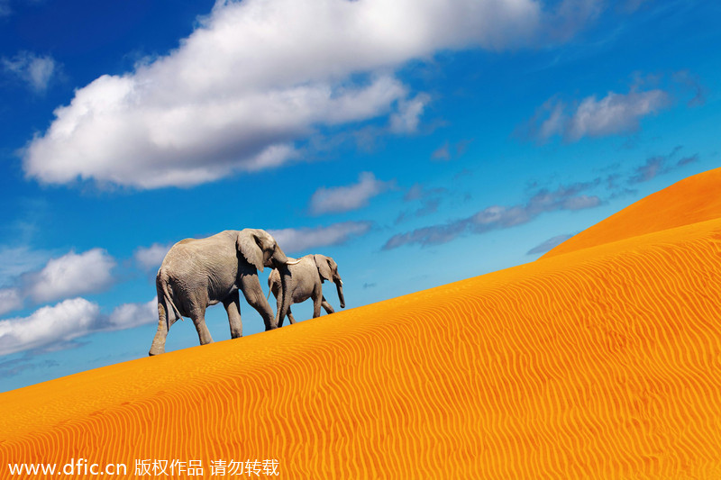 【老外博報】關于非洲的10個誤解