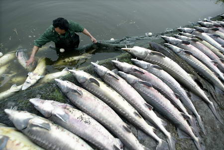 A Chinese fisherman arranges dead sturgeon at a pond in Chengdu, Southwest China's Sichuan Province, April 2, 2007. About 2,000 kilograms of sturgeon and other fishes died in 24 hours, causing the fisherman an economic loss of 1m yuan ($130,000). The fisherman and local fishing administration disputed over the reason of the fishes' death as the investigation continued. [Sina.com/Image China]
