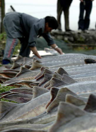 A Chinese fisherman arranges dead sturgeon at a pond in Chengdu, Southwest China's Sichuan Province, April 2, 2007. About 2,000 kilograms of sturgeon and other fishes died in 24 hours, causing the fisherman an economic loss of 1m yuan ($130,000). The fisherman and local fishing administration disputed over the reason of the fishes' death as the investigation continued. [Sina.com/Image China]