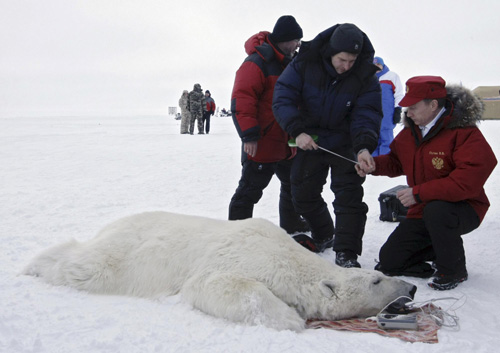 Putin assists in polar bear research
