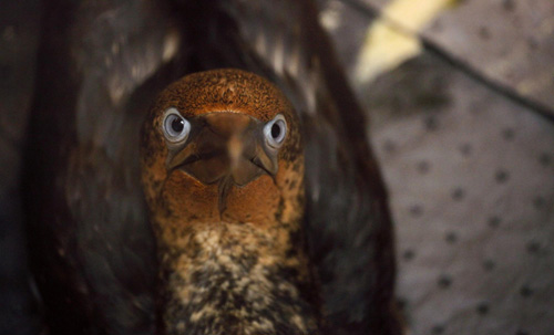 US oil spill threatens wildlife