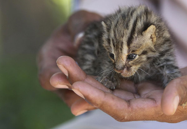 Zookeeper Sar Roeun holds a leopard cat kitten during a feeding session in the wildlife rescue center at the Phnom Tamao zoo near Phnom Penh Nov 2, 2011. Local media reported that three female leopard cat kittens, which were handed over to the centre on Oct 12, 2011, were discovered by a fisherman in a flooded area of Kandal province three weeks ago. One has since died. Leopard cat kittens saved from flood