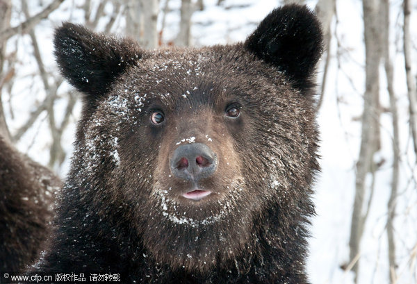 Brown bears take to highway for food