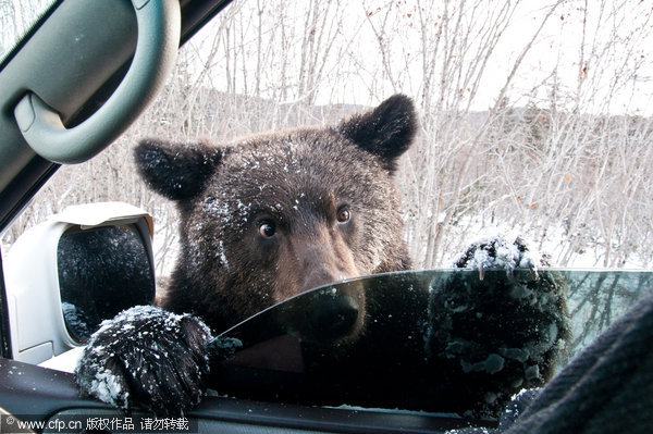 Brown bears take to highway for food