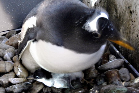 Baby penguin born in Snow City