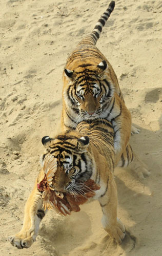Siberian tigers fight for a chicken at the Siberian Tiger Forest Park in Harbin, Heilongjiang province December 27, 2011. In photos: Siberian tigers in NE China