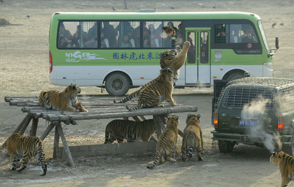 Visitors watch from a bus as Siberian tigers try to catch a chicken at the Siberian Tiger Forest Park in Harbin, Heilongjiang province December 27, 2011. In photos: Siberian tigers in NE China