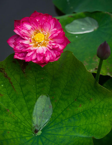 A blooming lotus at the West Lake Scenic Area, June 6, 2012. Lotus blooms the beauty of Hangzhou