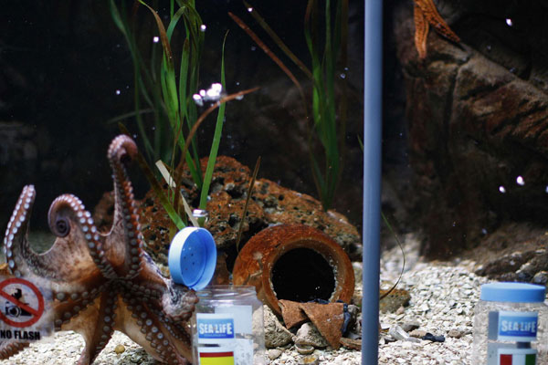 Octopus predicts Spain's win against Italy