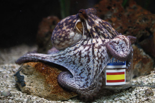 Octopus predicts Spain's win against Italy