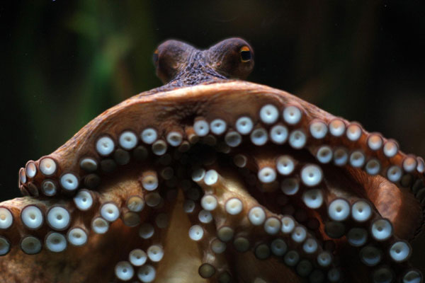 Octopus predicts Spain's win against Italy