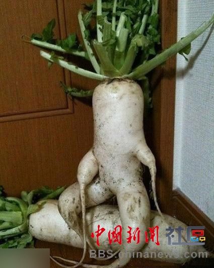 成精的蘿卜君！《大根逃亡記》爆紅