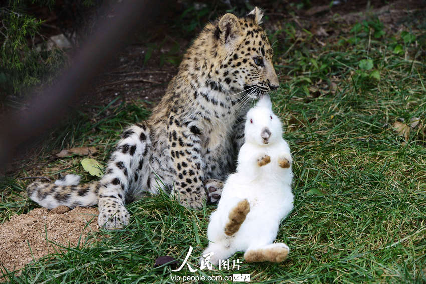 動物園內(nèi)幼年獅虎豹不敵大白兔 紛紛被嚇住