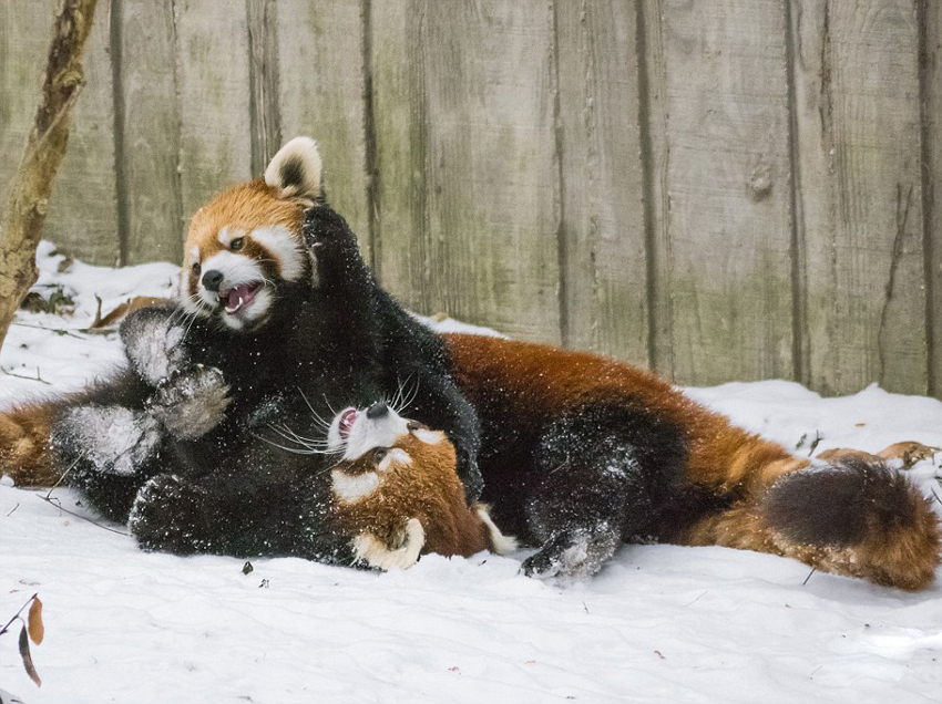 逗趣！美動(dòng)物園小熊貓雪中嬉鬧打滾(組圖)