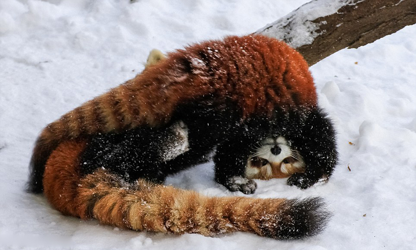 逗趣！美動物園小熊貓雪中嬉鬧打滾(組圖)