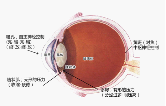 全國愛眼日 明基不閃屏為心靈之窗護(hù)航