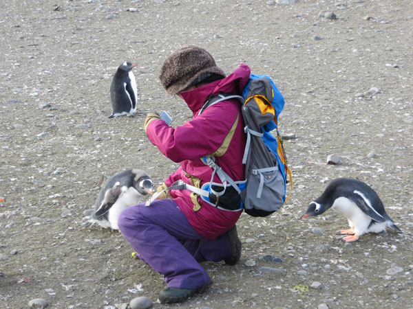 Close encounter with Gentoo peguins at Aitcho Island, photo taken on March 10, 2013. Heading South