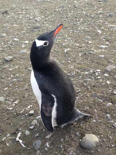 Gentoo Penguin, photo taken on March 10, 2013. Heading South