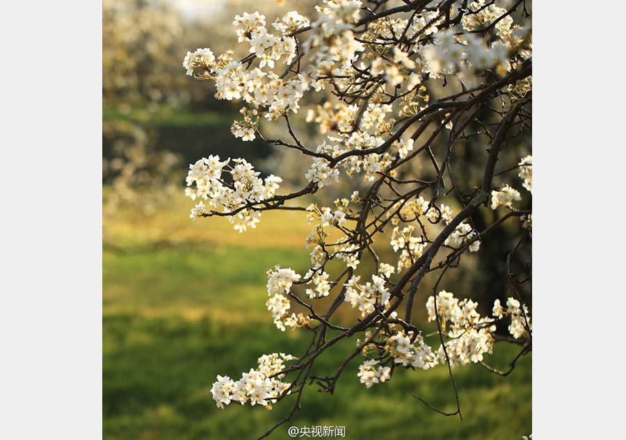 Pear blossoms add color to idyllic village