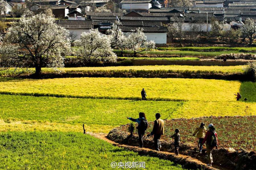 Pear blossoms add color to idyllic village