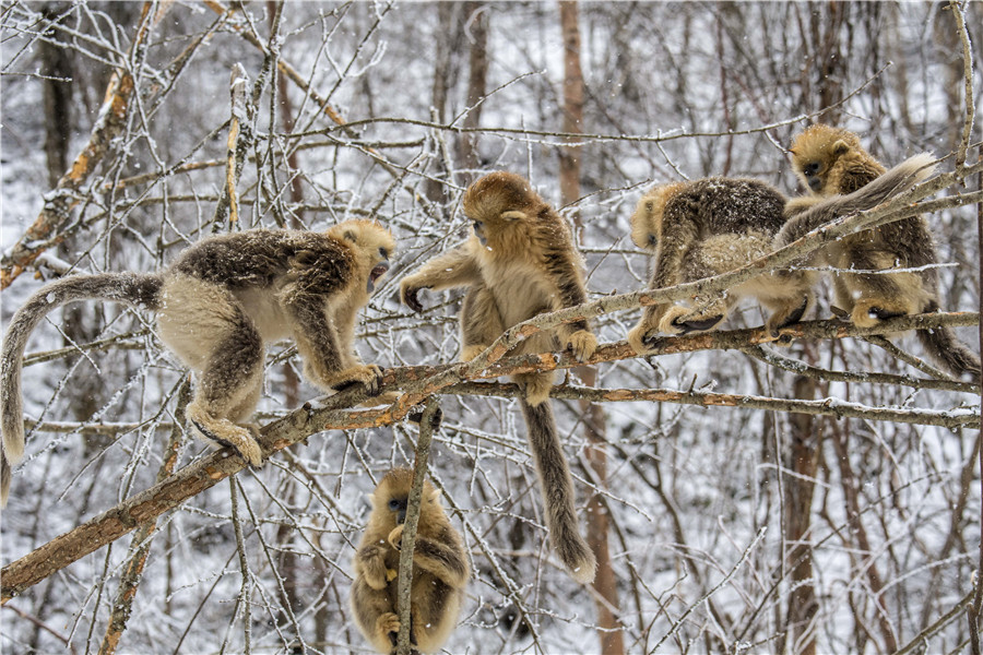 Golden monkeys play in woods in C China's Hubei
