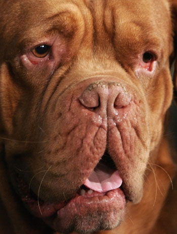 Fashionable dogs in Belgium