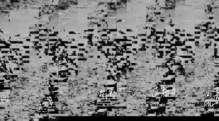 Q&A: What did the Chinese government do to develop the economy during the War of Resistance?