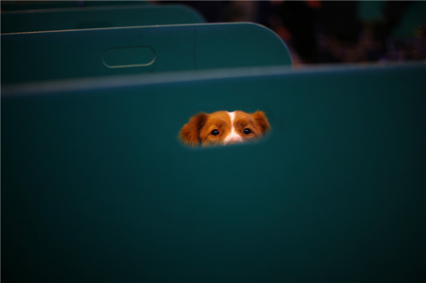 Crufts dog show kicks off in Birmingham, England