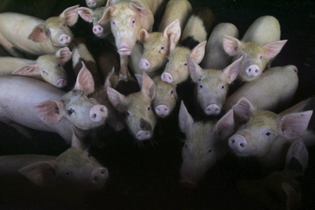 World takes drastic steps to contain swine flu