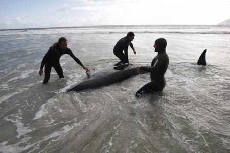 Pilot whales stranded on beach near Cape Town