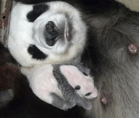 Thailand panda cub, 21-day-old, black-eyed now