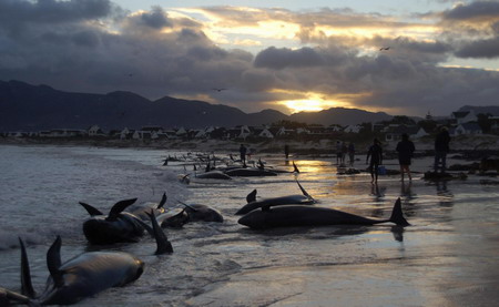 Australia, NZ to study Antarctic whales