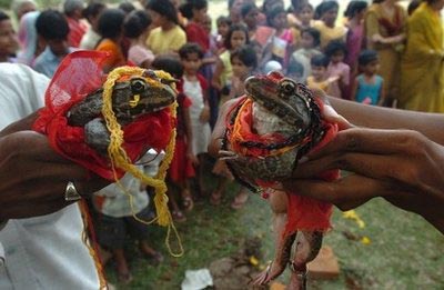 Indian frog 'marriage' to bring on monsoon