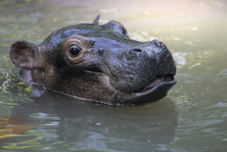 Baby hippopotamus swims with mum
