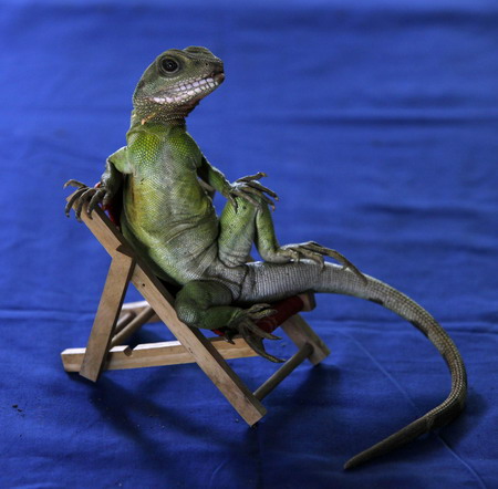 Lizard, 'Cheese' for the camera!