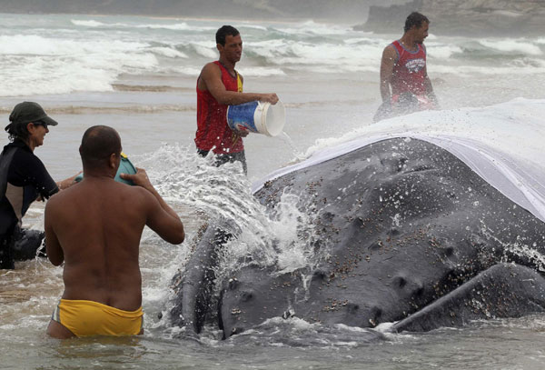 Humpback whale stranded on beach in Brazil